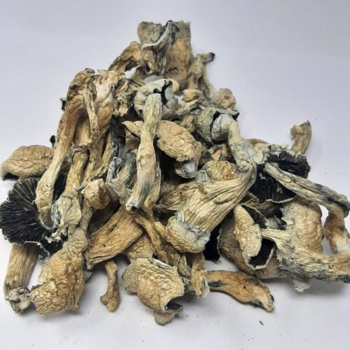 Dried Blue Magnolia Rust Mushroom