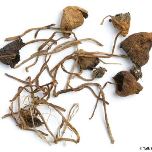 Dried Liberty Cap Mushrooms