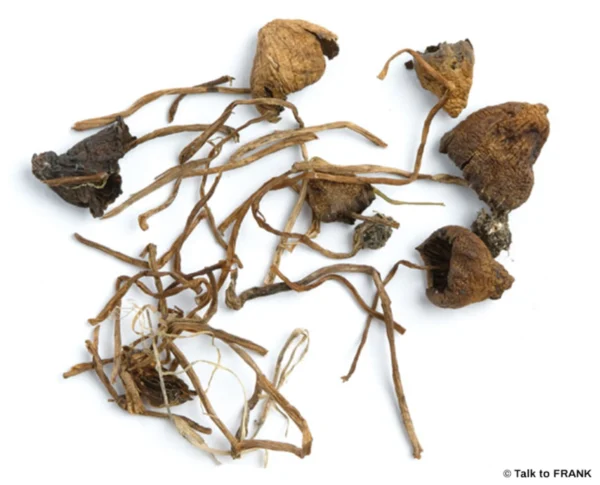 Dried Liberty Cap Mushrooms