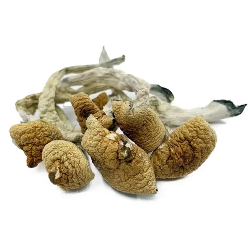 Dried Lizard King Mushroom