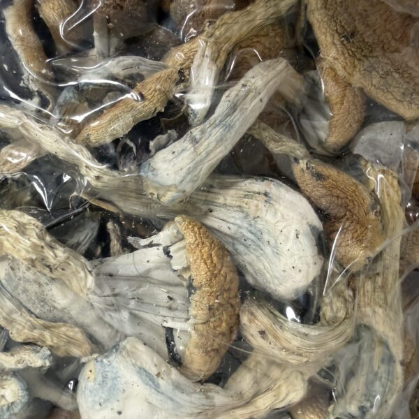 Dried Golden Teacher Mushroom