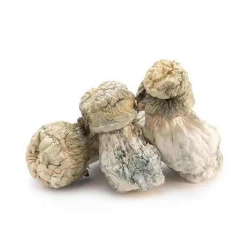 Dried Albino Penis Envy