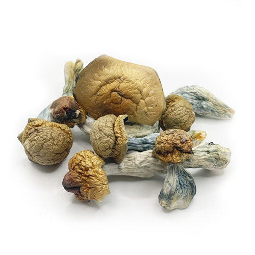 Dried Steel Magnolia Mushroom