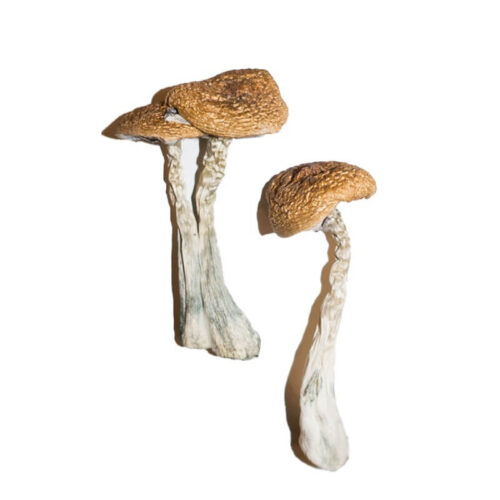 Dried Wavy Cap Mushroom
