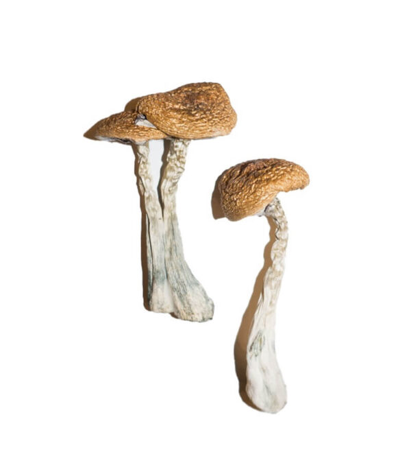 Dried Wavy Cap Mushroom